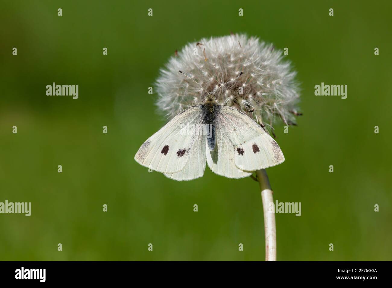 Großer weißer Schmetterling (Pieris brassicae), Großbritannien Stockfoto