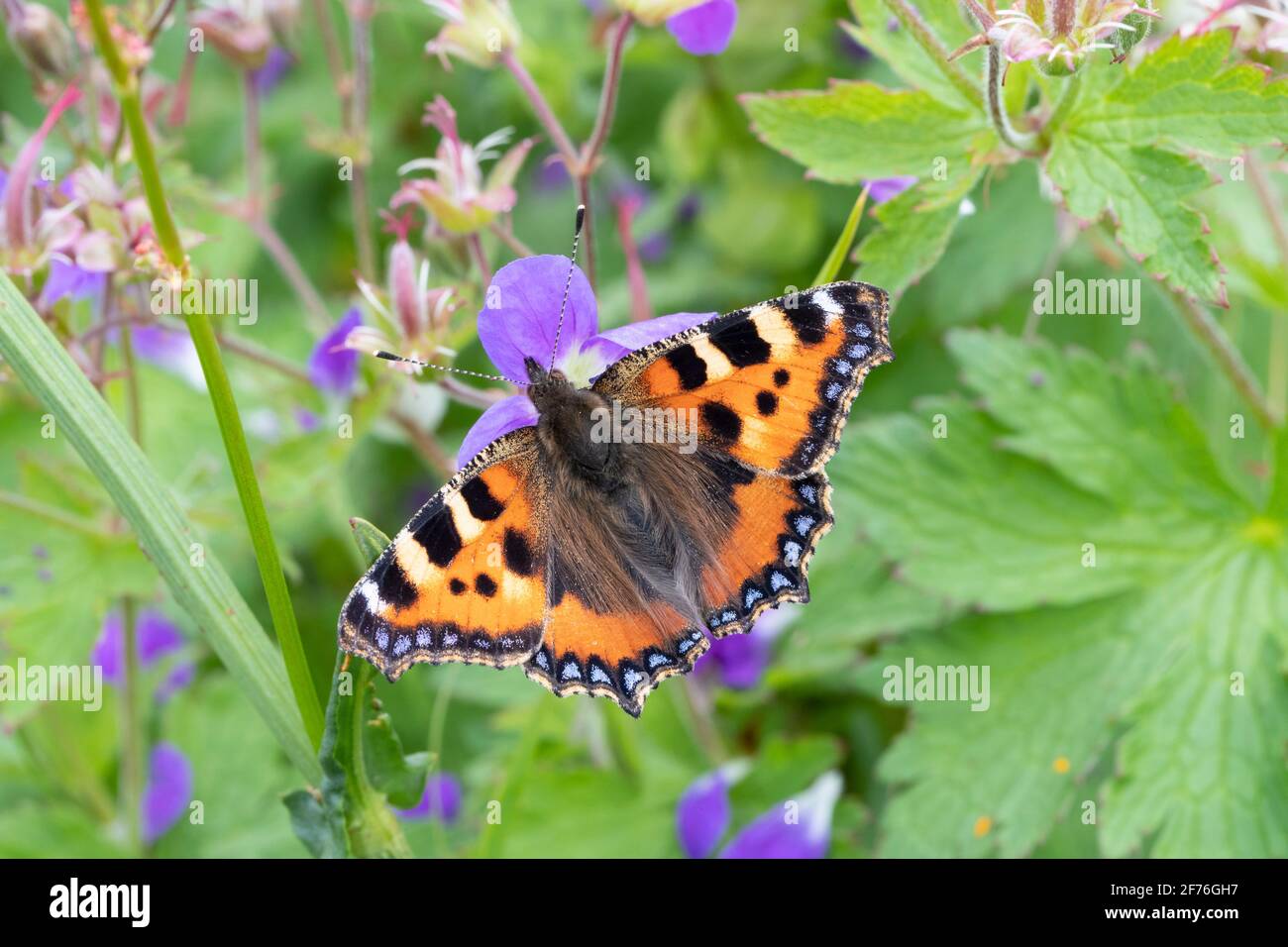 Kleiner Schildpatt-Schmetterling (Aglais urticae), Northumberland-Nationalpark, Großbritannien Stockfoto