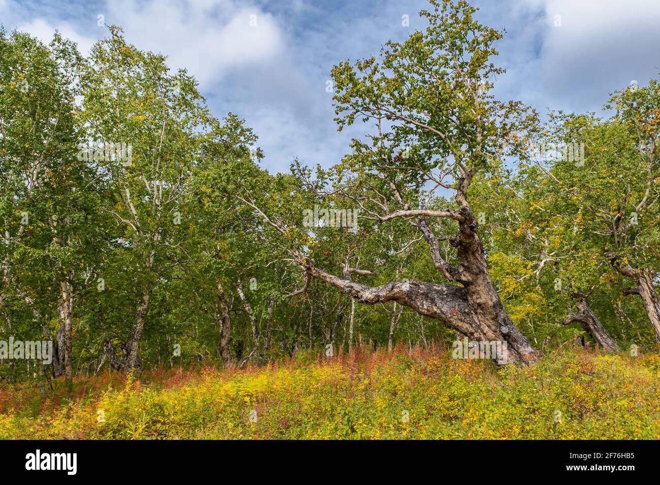Kamtschatka Stein Birke alten Baum Stockfoto