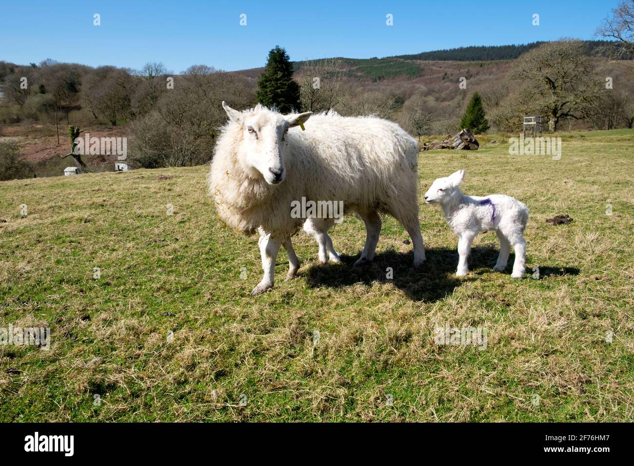Schafe Mutter stillende Mutterschafe und Baby Lamm Stockfoto