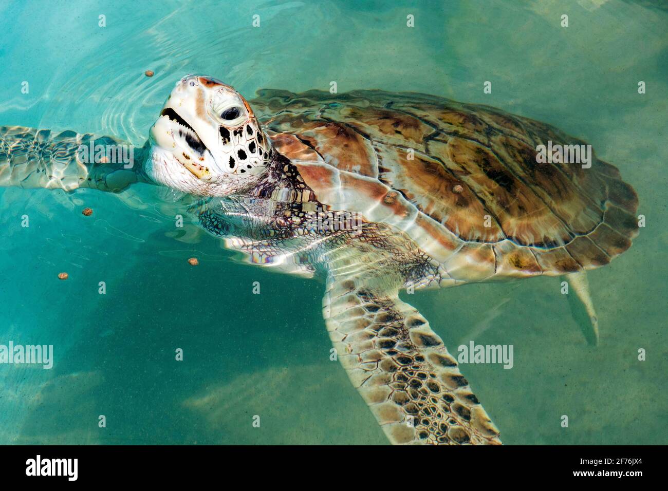 Meeresschildkröte (Eretmochelys imbricata) schwimmt in Tortugranja, Meeresschildkrötenschutzgebiet auf Isla Mujeres, Quintana Roo, Halbinsel Yucatán, Mexiko Stockfoto