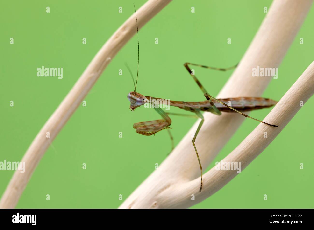Eine madagassische Marbled-Mantis-Nymphe vor einem grünen Bildschirmhintergrund. Stockfoto
