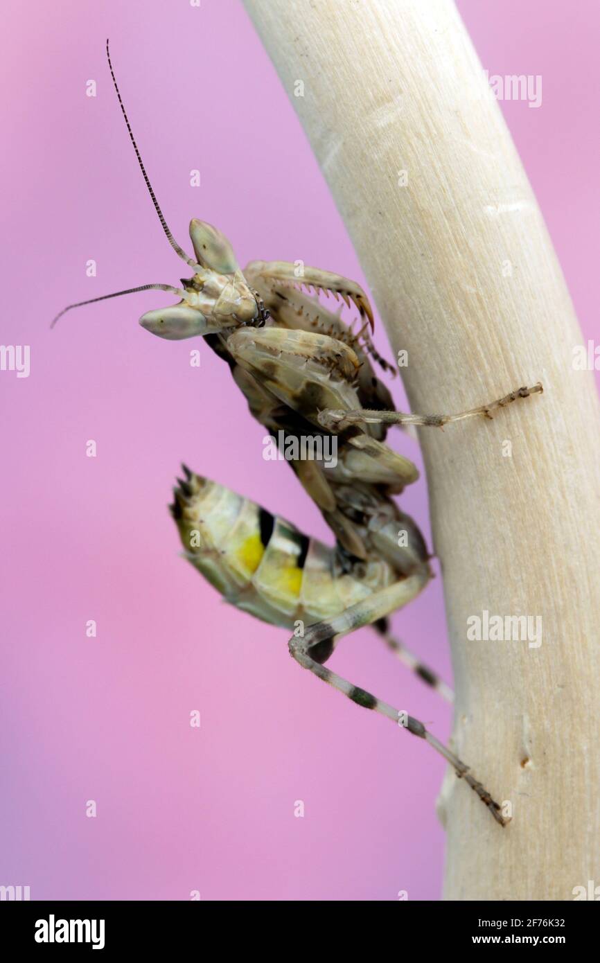 Eine malaysische Blumenmantis Stockfoto