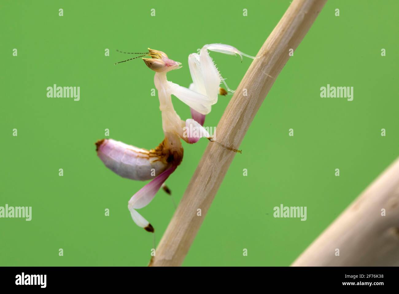 Eine Orchideenmantis klettert einen Stock, vor einem grünen Bildschirmhintergrund Stockfoto