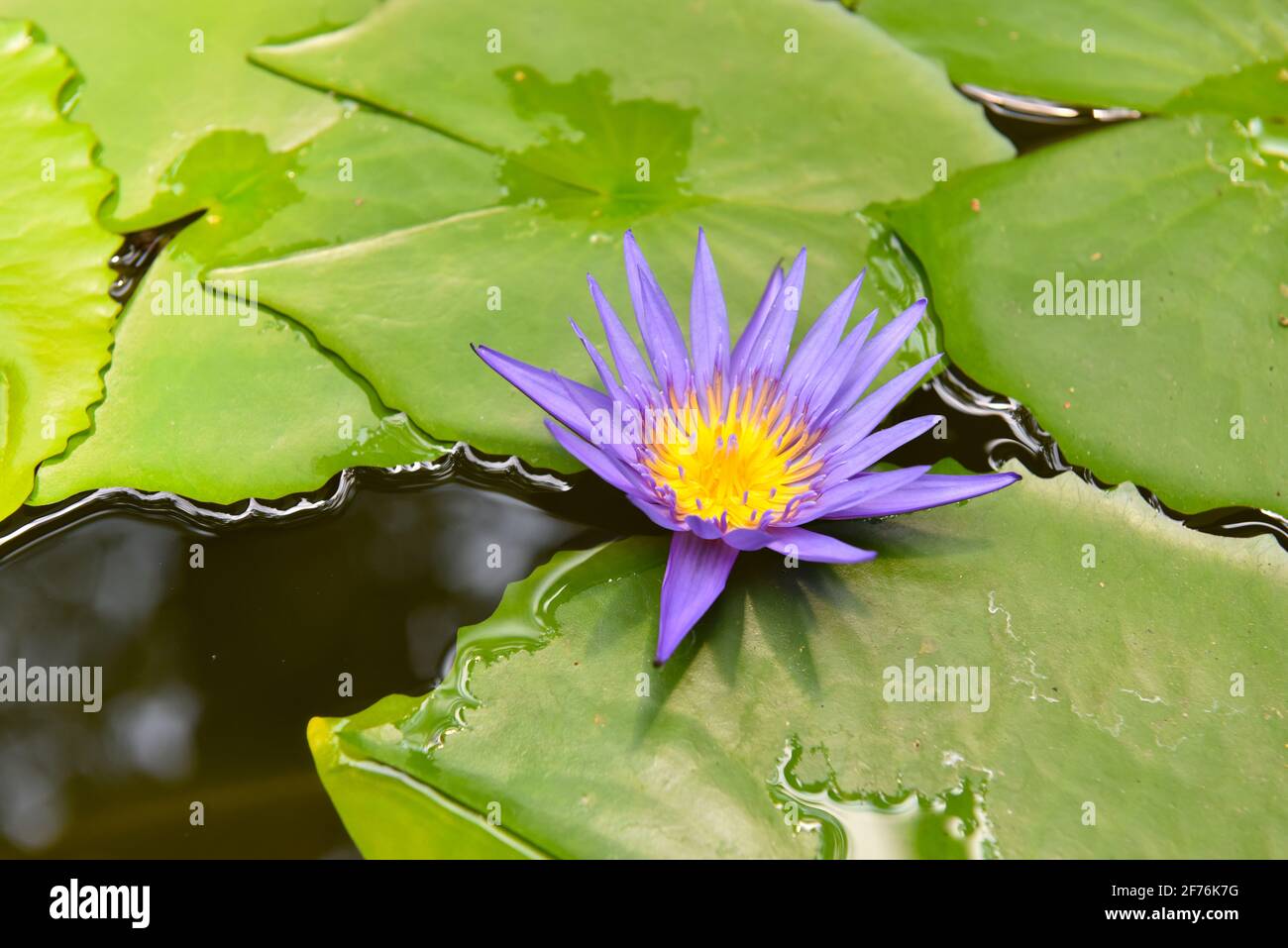 Water Lilly, Chiang Mai, Thailand Stockfoto