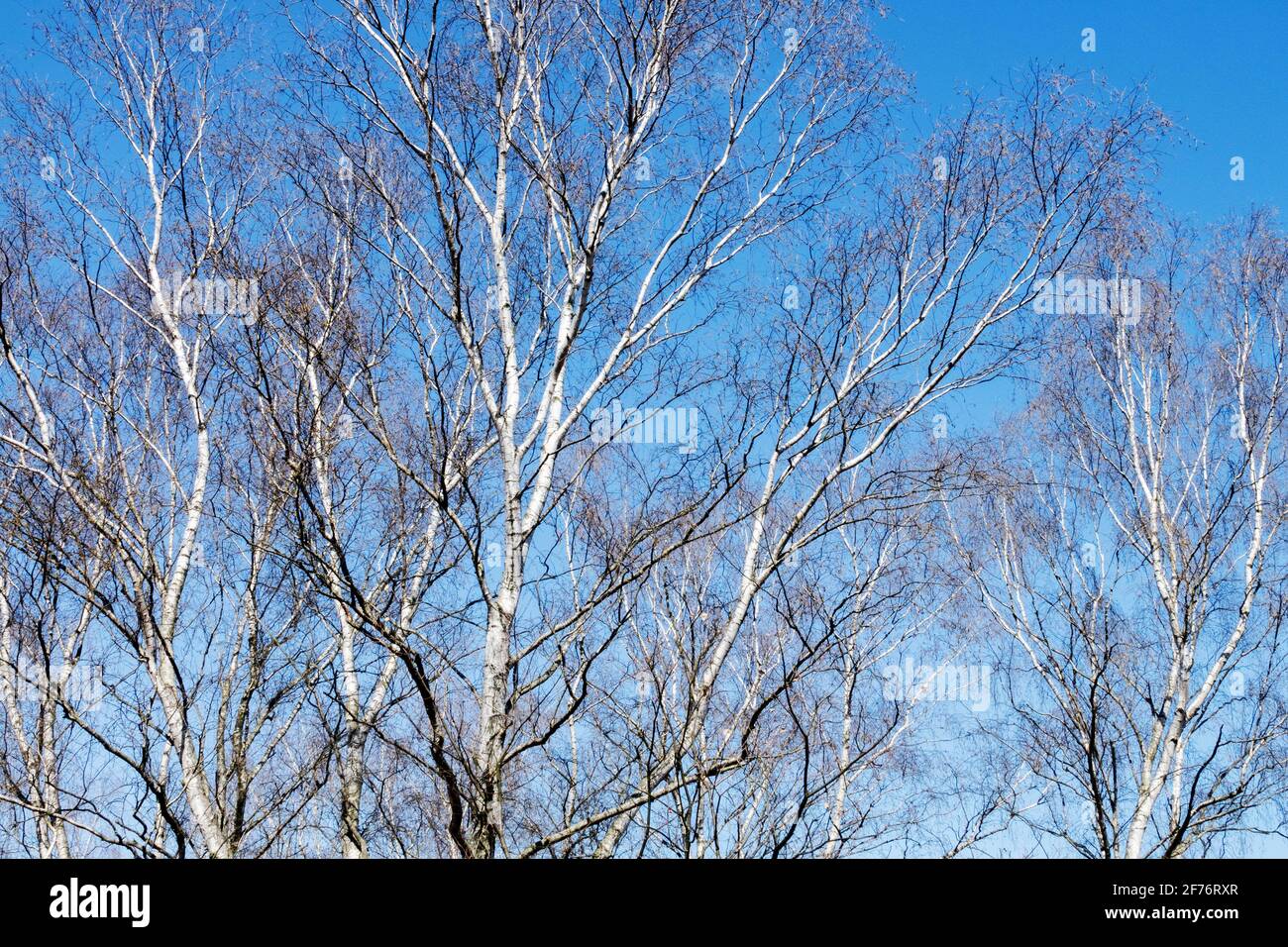 Silberne Birken, blattlose Bäume gegen blauen Himmel im frühen Frühjahr Stockfoto