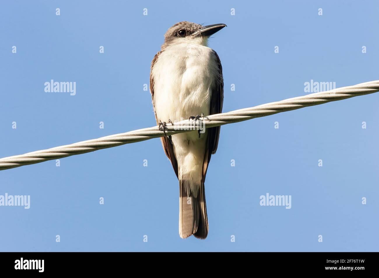 Grauer Königskäfer, Tyrannus dominicensis, alleinerziehend auf Telegraphendraht, Trinidad und Tobago Stockfoto