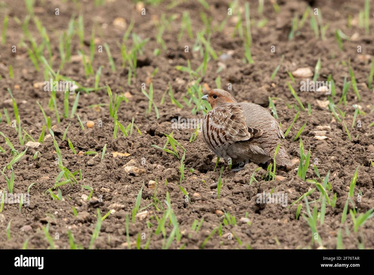 Graues Rebhuhn oder englisches Rebhuhn, Perdix perdix, Erwachsener, der auf einem landwirtschaftlichen Feld steht, Norfolk, England, Vereinigtes Königreich Stockfoto