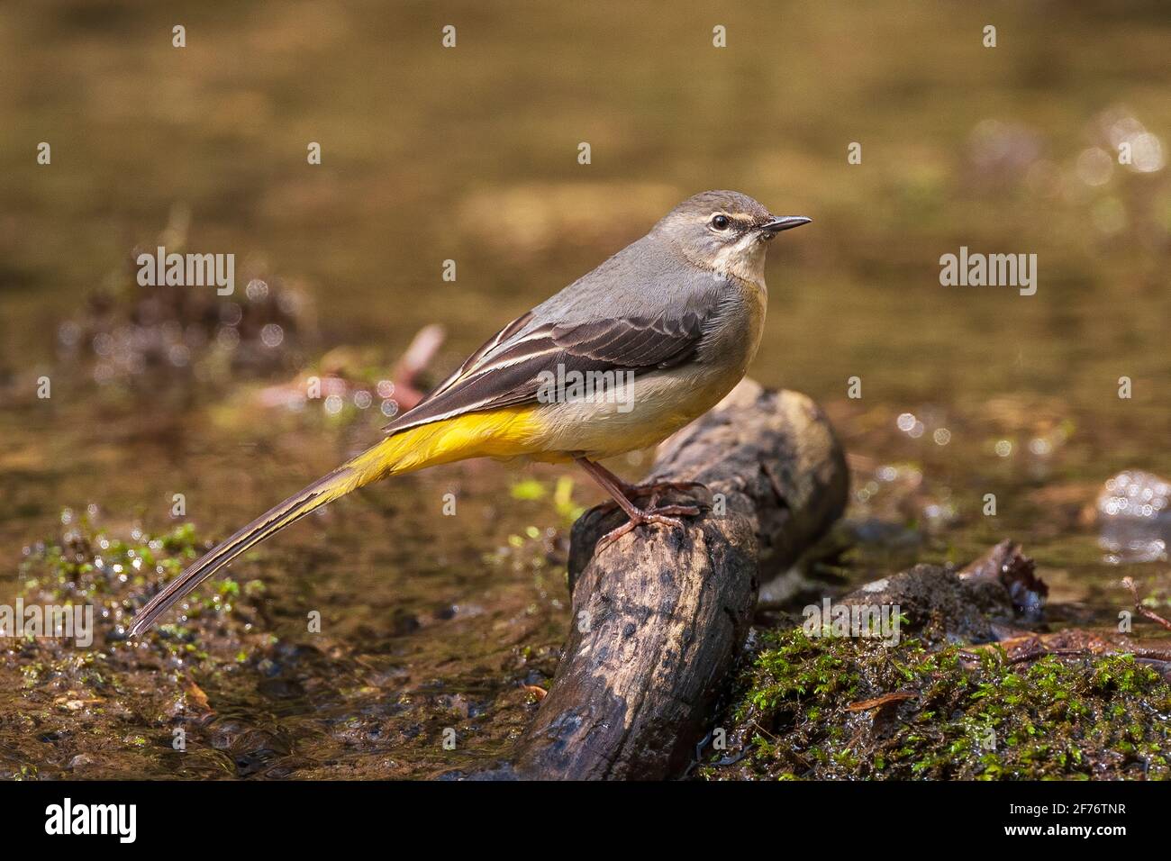 Graue Bachstelze, Motacilla cinerea, Single adult thront in der Nähe des Flusswassers, Vereinigtes Königreich Stockfoto