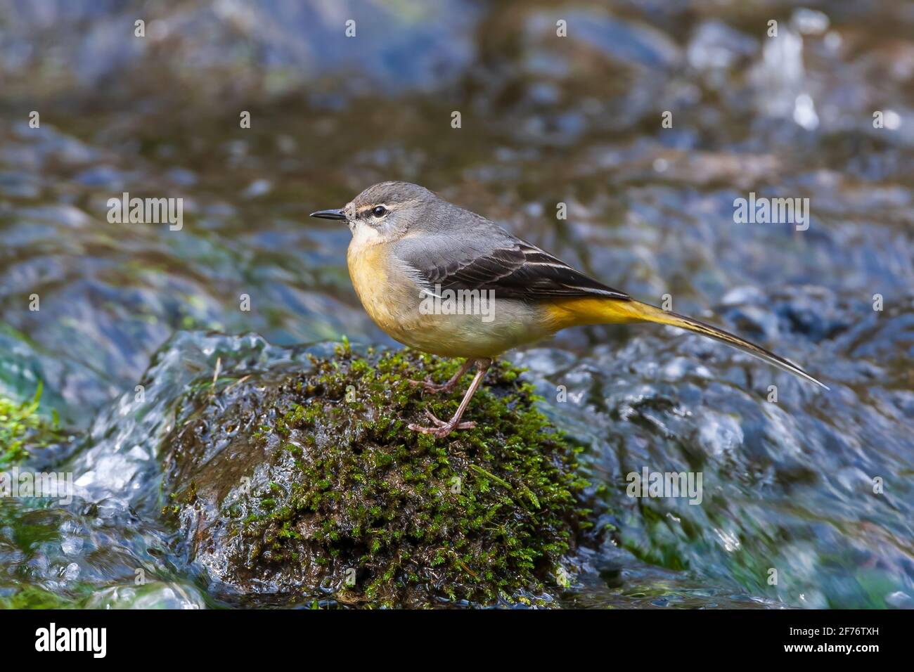 Graue Bachstelze, Motacilla cinerea, Single adult thront in der Nähe des Flusswassers, Vereinigtes Königreich Stockfoto