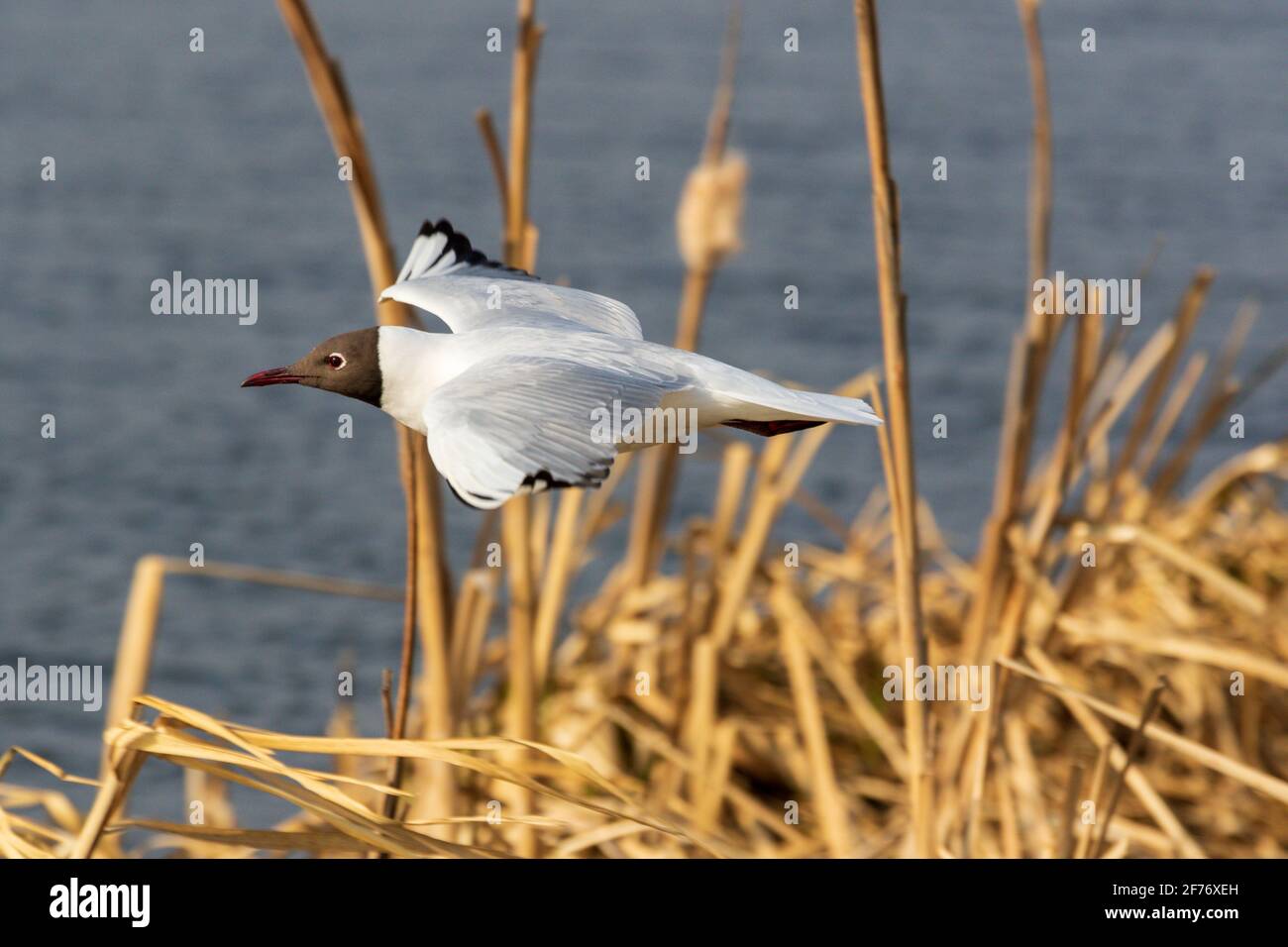 Lachmöwe Stockfoto