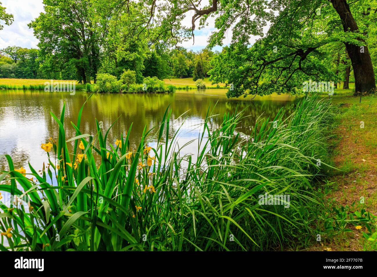 Kleiner Teich mit riesigen Eichen im Park, Frühling im Prinz-Pückler-Park, Muskau, Ostdeutschland Stockfoto