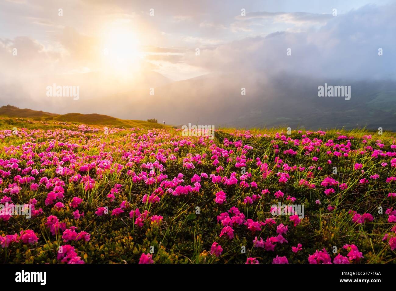 Rhododendron Blumen bedeckte Bergwiese im Sommer. Orangefarbenes Sonnenaufgangslicht leuchtet auf einem Vordergrund. Landschaftsfotografie Stockfoto