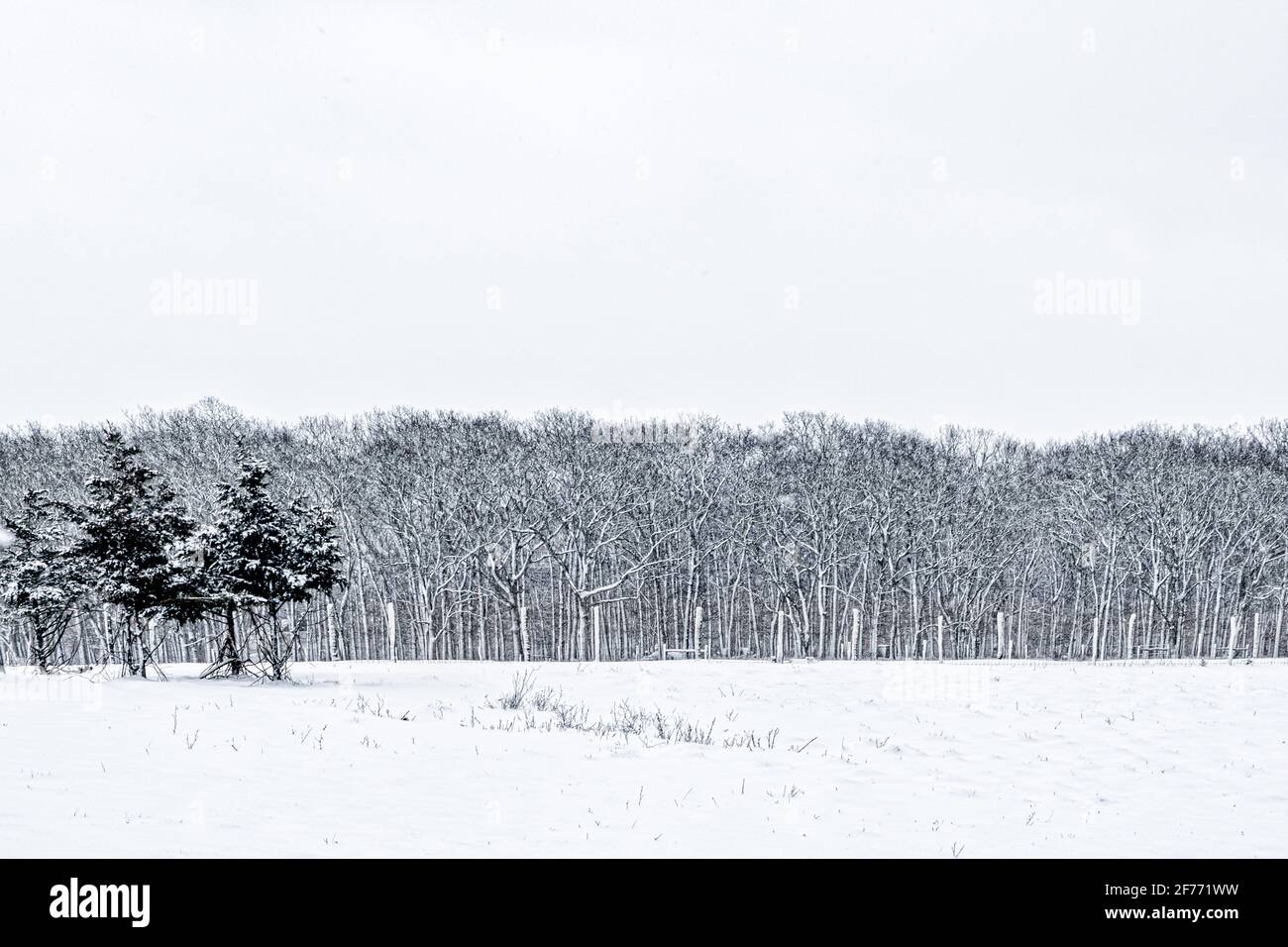 Schneebedeckte Baumgrenze und Wald am Rand des Ackerland Stockfoto