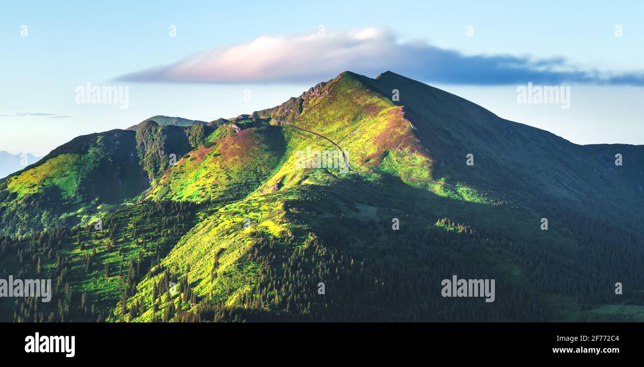 Malerische Sommerlandschaft in den Karpaten. Grüne Hügel, Wald und Wiesen, rosa Rhododendronblüten in fantastischer Morgensonne Stockfoto