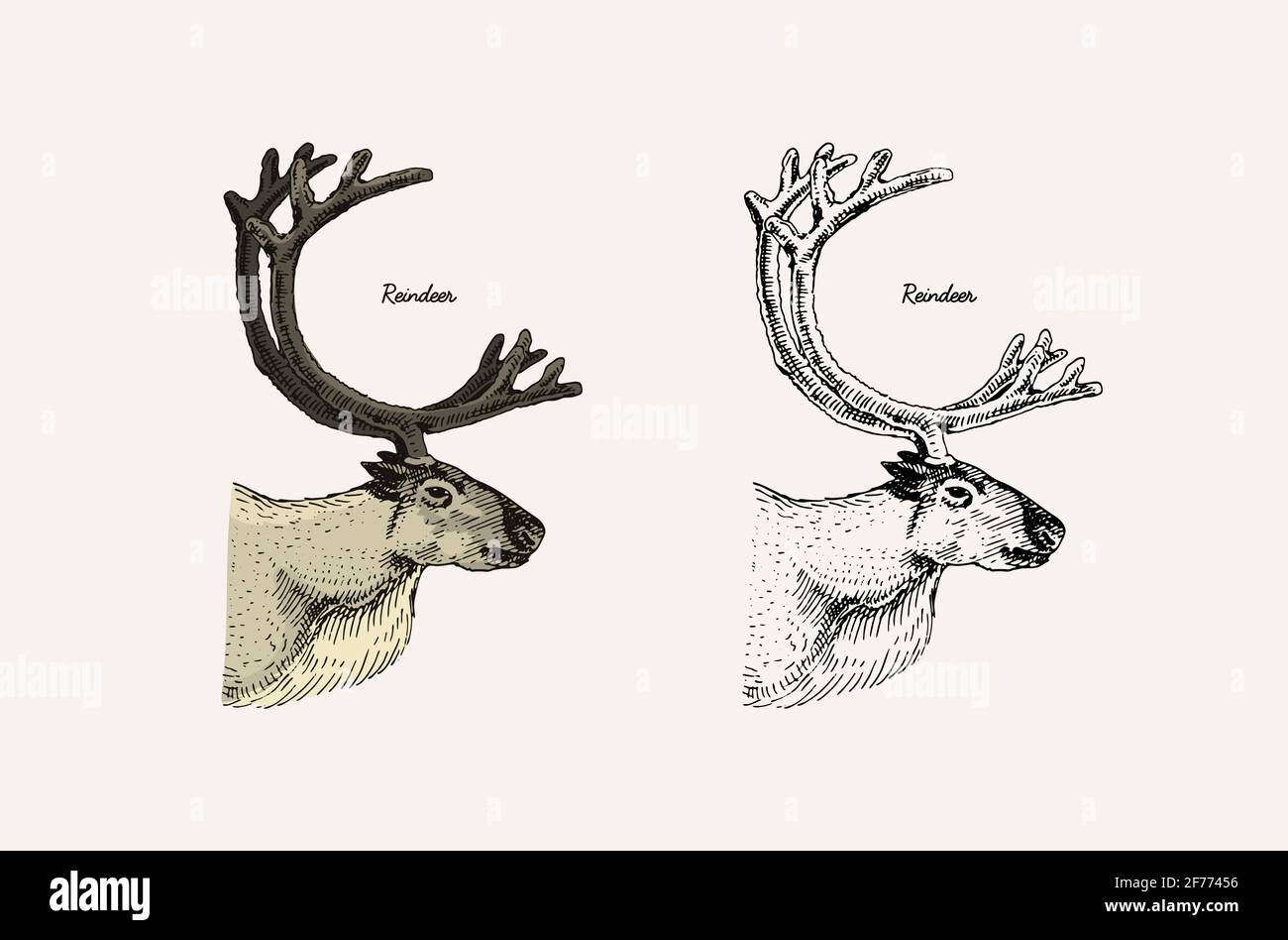 Horn und Geweih Tiere. Impala, Gazelle und Großkudu, Damhirsch-Rentier, Axis und dibatag. Handgezeichnete gravierte Skizze Stock Vektor