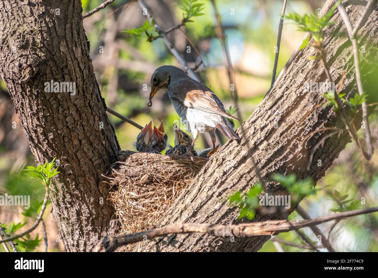 Soor Feldfare Fütterung Küken mit Regenwürmern. Soor, Turdus pilaris, mit neugeborenen Babys im Nest. Wildtierszene aus dem Frühlingswald. Stockfoto