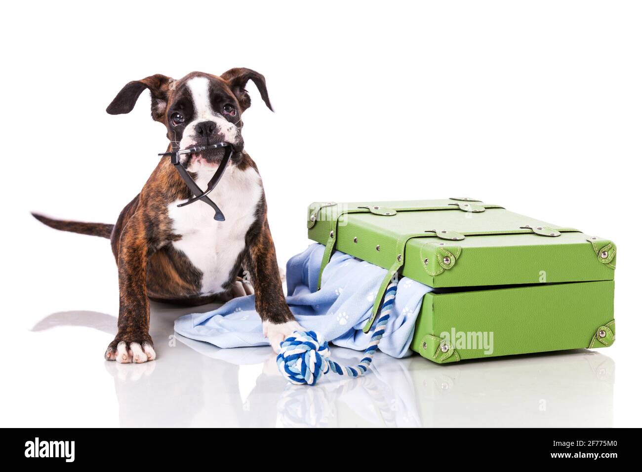 Boxerhund im Studio Stockfoto