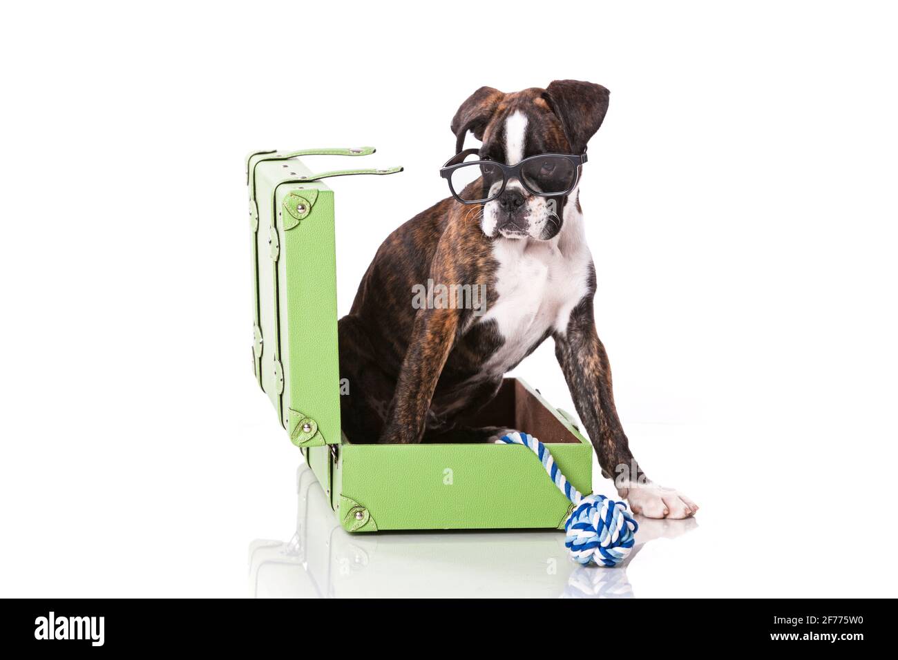 Boxerhund im Studio Stockfoto