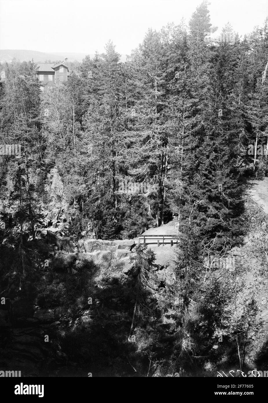 Waldfunkeln im Sätertal. Stockfoto