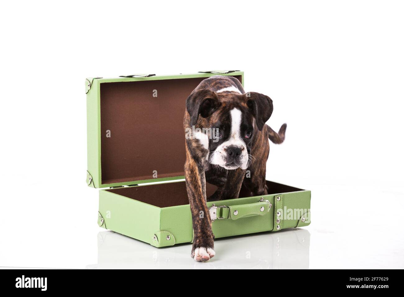 Boxerhund packt sein Gepäck Stockfoto