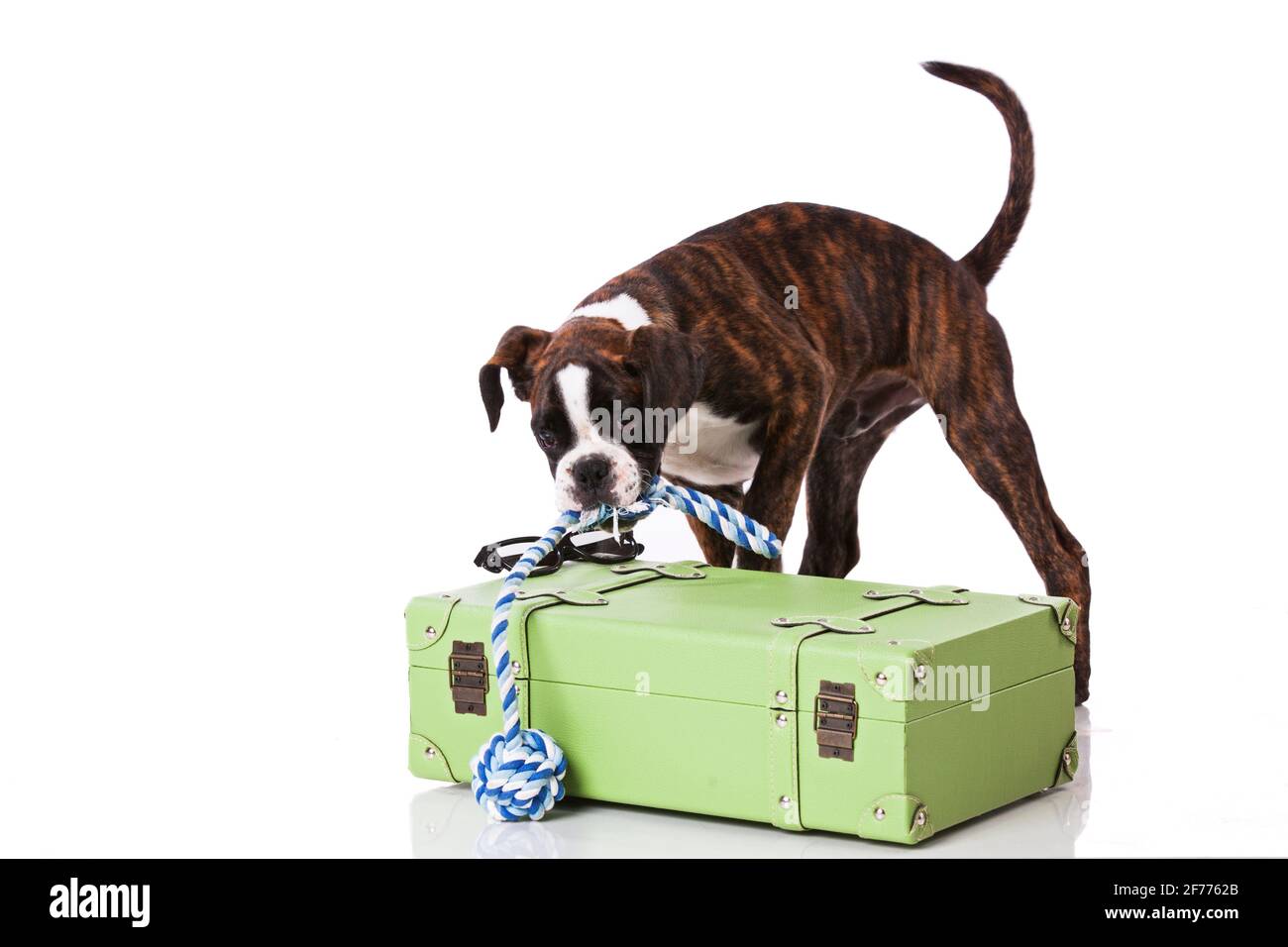 Boxerhund packt sein Gepäck Stockfoto