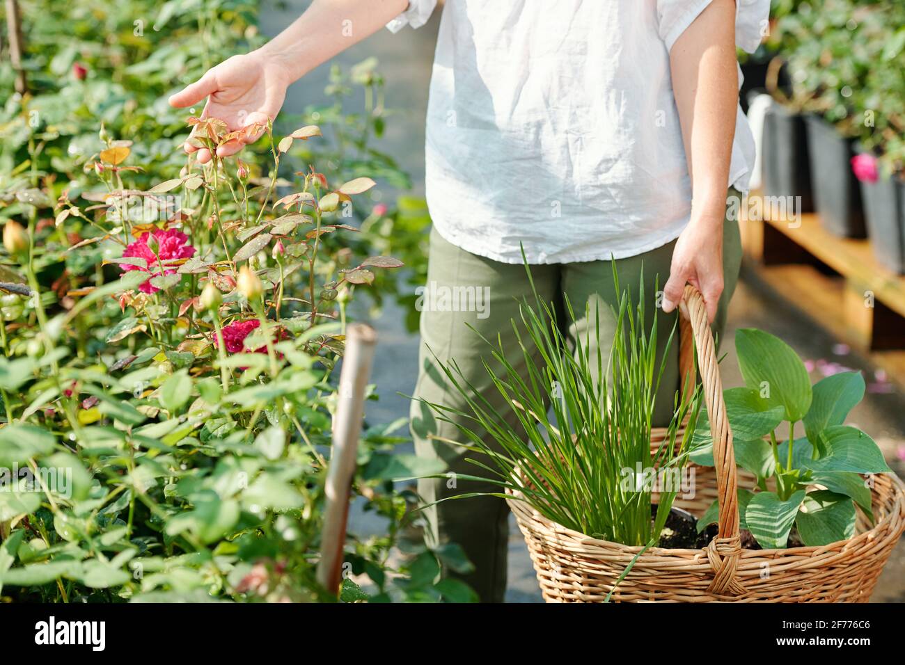 Hand der zeitgenössischen Gärtnerin mit Korb, der Blätter hält Wachsende rosa Rosen, während Sie an einem der kleinen Büsche stehen Im Gewächshaus Stockfoto