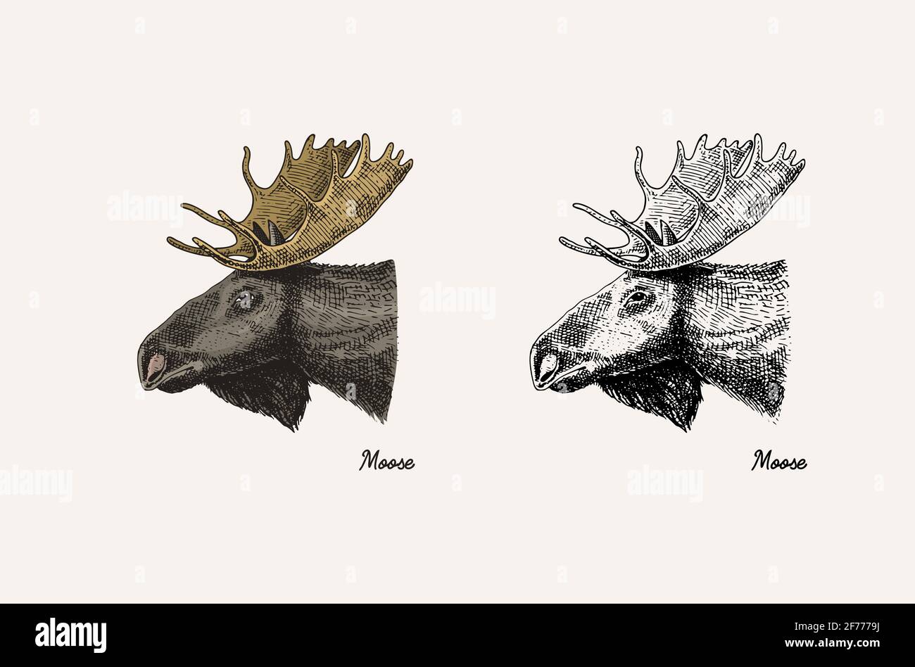 Horn und Geweih Tiere. Elch oder Elch oder Hirsch. Handgezeichnete gravierte Skizze Stock Vektor