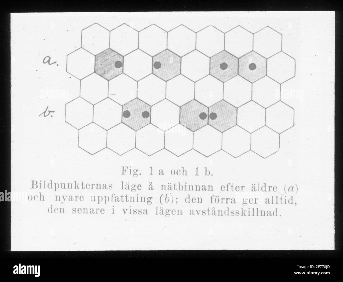 Skiopticon-Bild aus der Abteilung für Fotografie am Royal Institute of Technology. Verwendung durch Professor Helmer Bäckström als Vorlesungsmaterial. Bäckström war von 1948 bis 1958 Schwedens erster Professor für Fotografie am Royal Institute of Technology in Stockholm. Bild zeigt auf der Netzhaut nach älterer (A) und neuerer Meinung (B) # die erstere gibt immer, die letztere in bestimmten Zeiten Distanzdifferenz. Stockfoto
