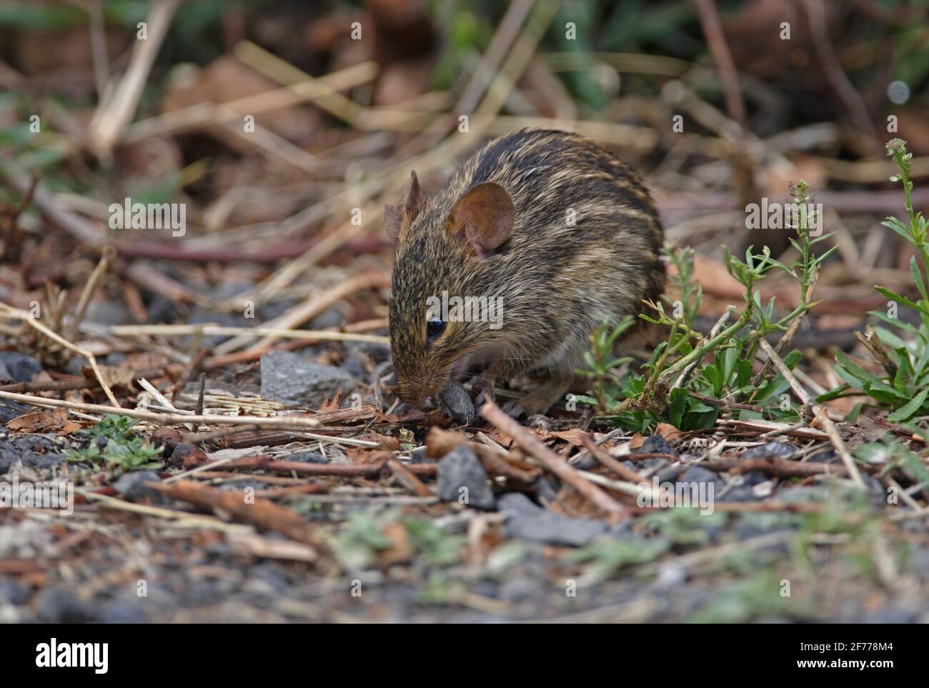 Mesic Four-Striped Grass Ratte (Rhabdomys dilectus) Erwachsene Fütterung an der Seite der Straße Lake Naivasha, Kenia Oktober Stockfoto