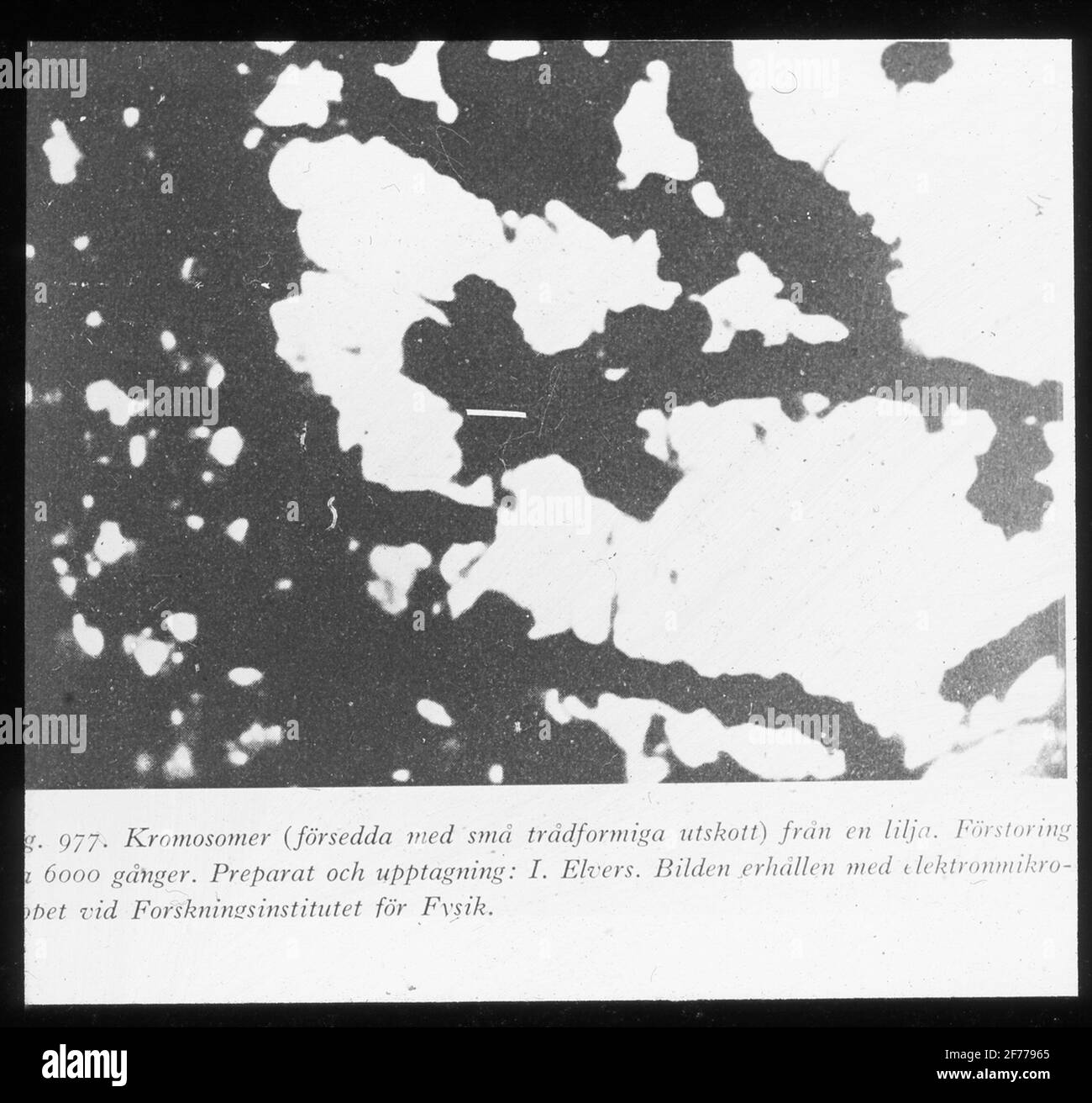 Skiopticon-Bild aus der Abteilung für Fotografie am Royal Institute of Technology. Verwendung durch Professor Helmer Bäckström als Vorlesungsmaterial. Bäckström war Schwedens erster Professor für Fotografie am Königlichen Institut für Technologie in Stockholm von 1948 bis 1958.Kromosomer (mit kleinen drahtschapten Ausschüssen versehen) aus einer Lilie. Vergrößerung ca. 6000-mal. Vorbereitungen und Aufnahme: I. Elvers. Das mit dem Elektronenmikroskop am Forschungsinstitut für Physik gewonnene Bild. Für weitere Informationen siehe: Bäckström, Helmer. Fotografisches Handbuch. Natur und Kultur. Stockholm. 1942. S. 931. Stockfoto