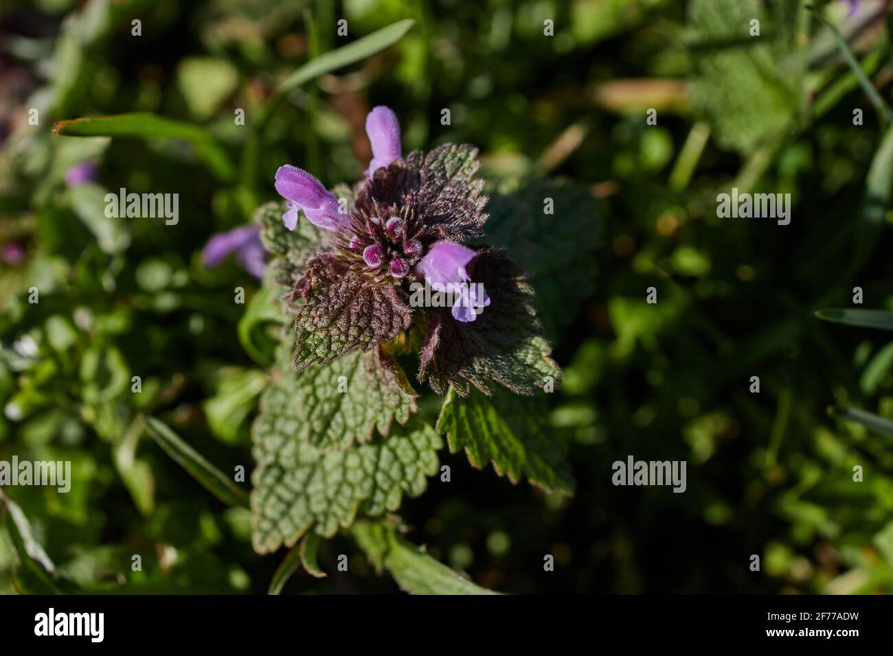 Junge Taubnessel blüht im Sonnenschein Stockfoto