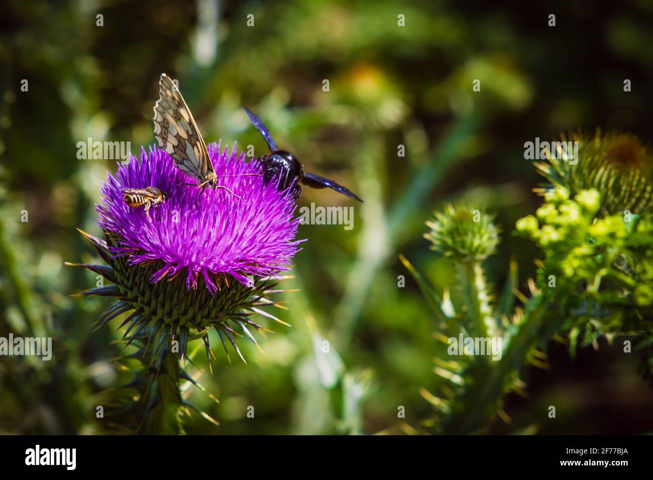 Schmetterlinge und Insekten fliegen von Blume zu Blume und sammeln Seltener Pollen Stockfoto