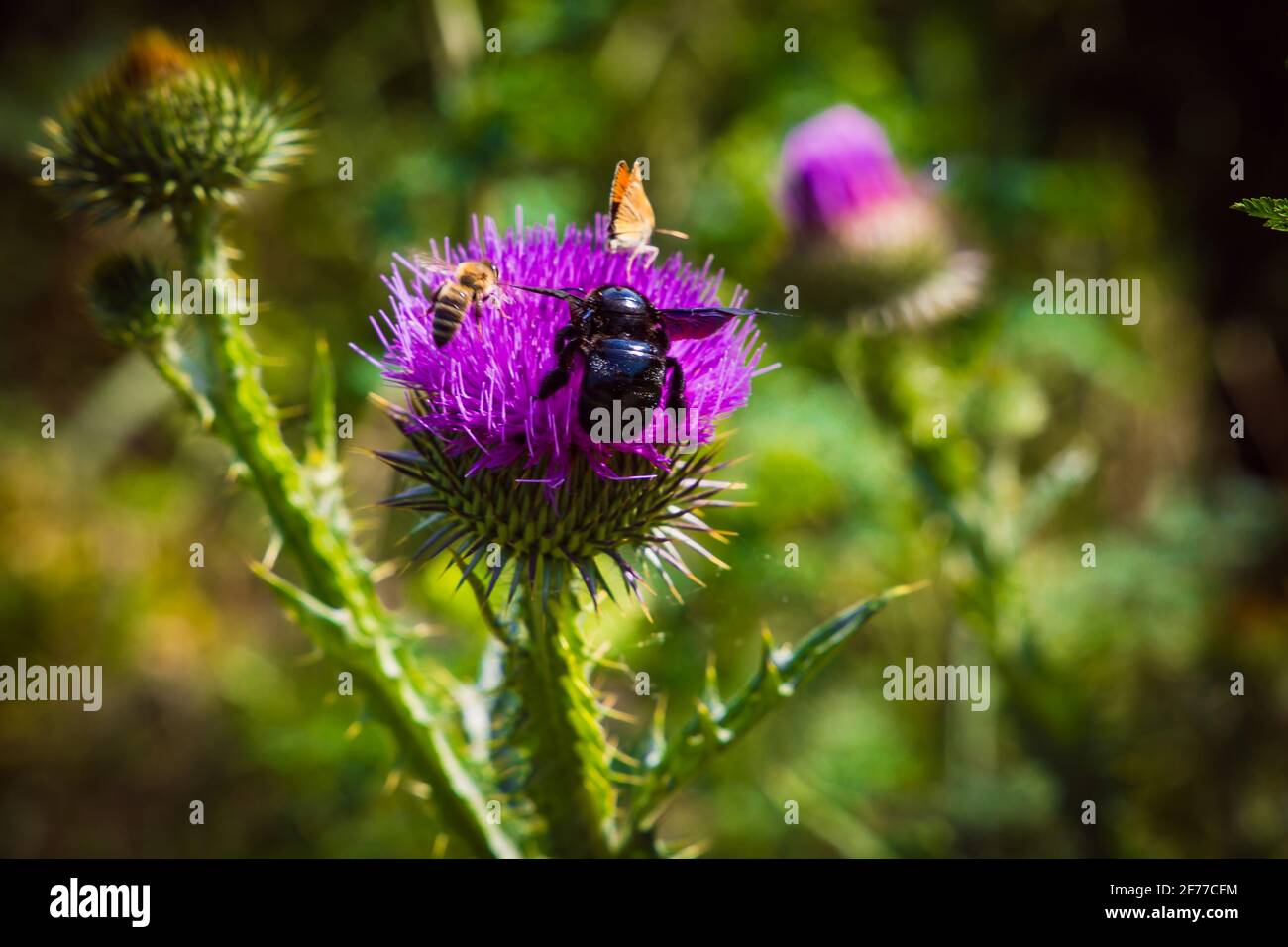 Schmetterlinge und Insekten fliegen von Blume zu Blume und sammeln Seltener Pollen Stockfoto
