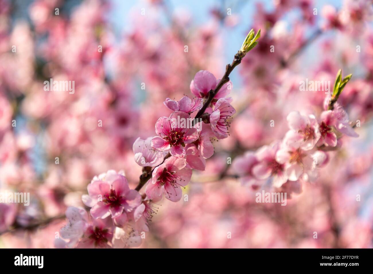 Wunderschöne rosa Pfirsichblüten in einem Garten Stockfoto