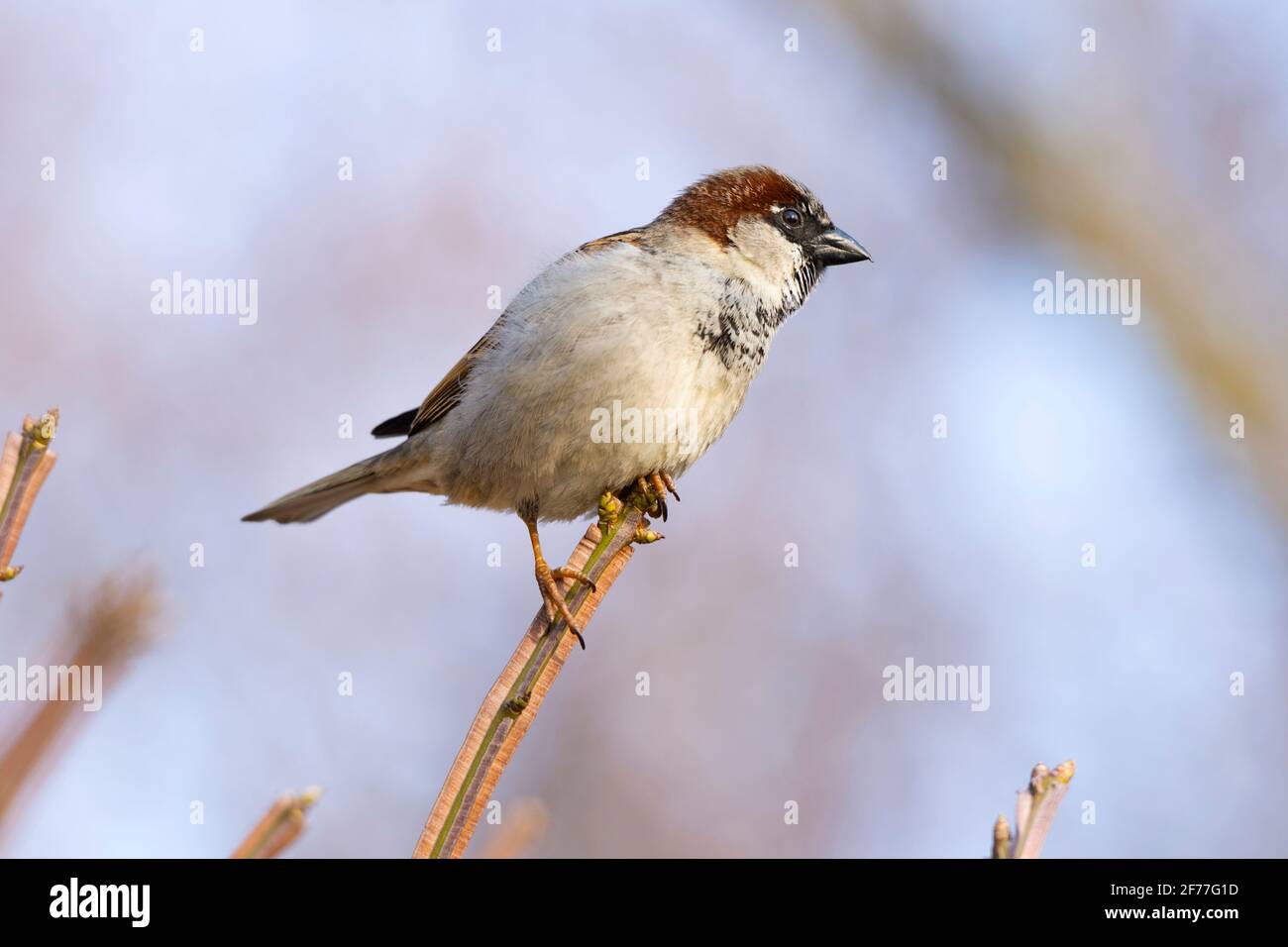 Haussparrow, (Passer domesticus), männlicher Sperling Stockfoto