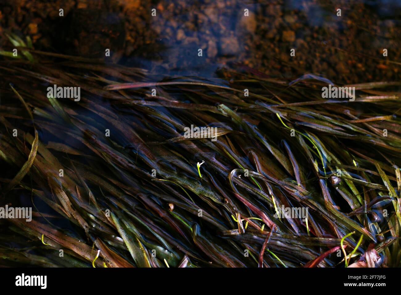 Aalgras auf Flusswasser. Roter und grüner Aalgras. Wasserpflanzen. Stockfoto