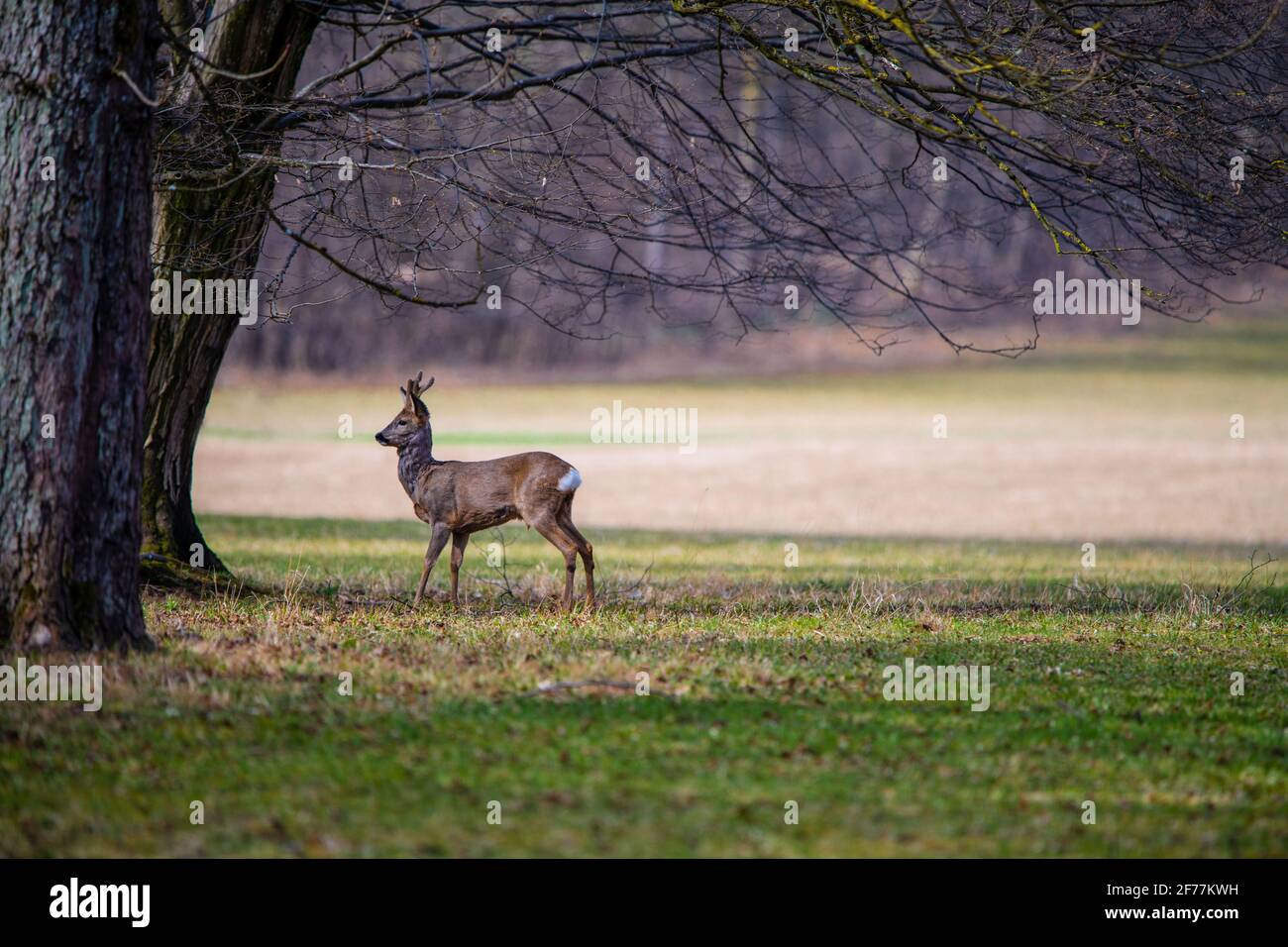 Seitenansicht eines jungen weißen Schwanzhirsches Der Wald unter den Bäumen Stockfoto