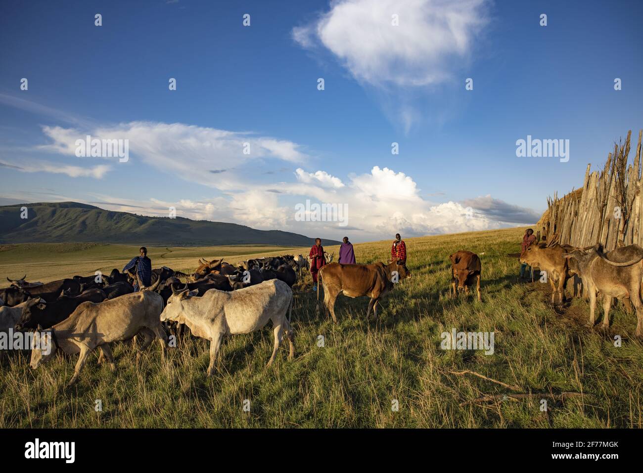 Tansania, Ngorongoro, Arusha-Region, Boma Mokila, Ngorongoro-Schutzgebiet, Massai-Hirten bringen die Kühe am Ende des Tages in den Boma Stockfoto