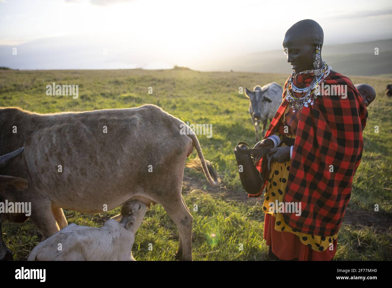 Tansania, Ngorongoro, Arusha-Region, Boma Mokila, Ngorongoro-Schutzgebiet, Der Moment des Melkens in Boma am Ende des Tages Stockfoto