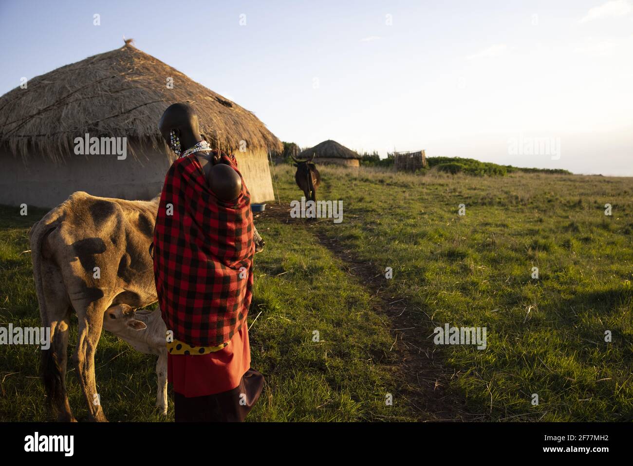Tansania, Ngorongoro, Arusha-Region, Boma Mokila, Ngorongoro-Schutzgebiet, Der Moment des Melkens in Boma am Ende des Tages Stockfoto