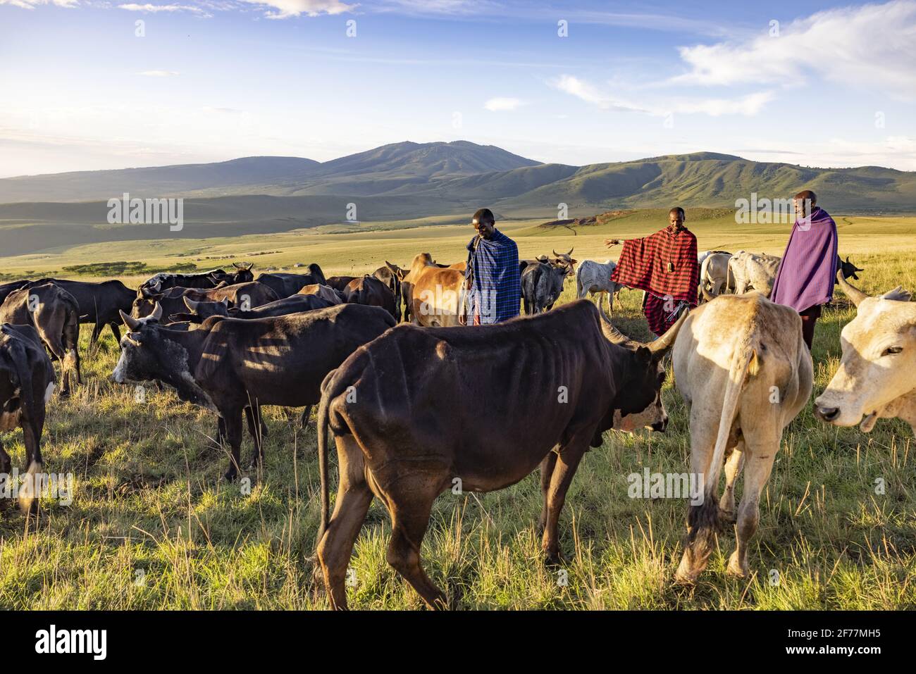 Tansania, Ngorongoro, Arusha-Region, Boma Mokila, Ngorongoro-Schutzgebiet, Massai-Hirten bringen die Kühe am Ende des Tages in den Boma Stockfoto