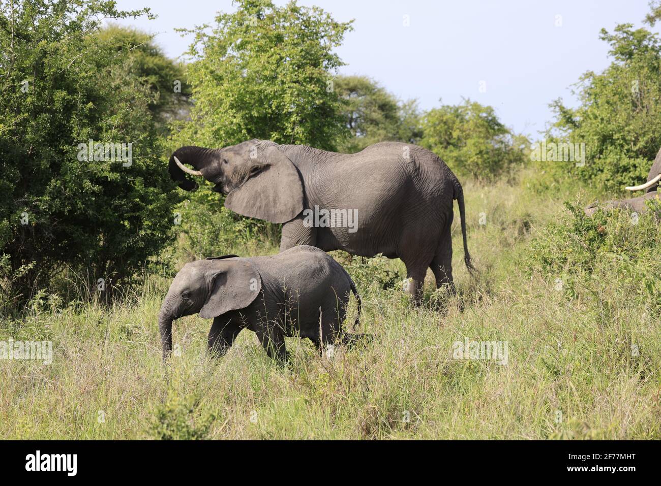 Tansania, WMA (Wildlife Management Area) von Randilen, Monduli District, Arusha Region, ein Elefant und ihr Kalb Stockfoto