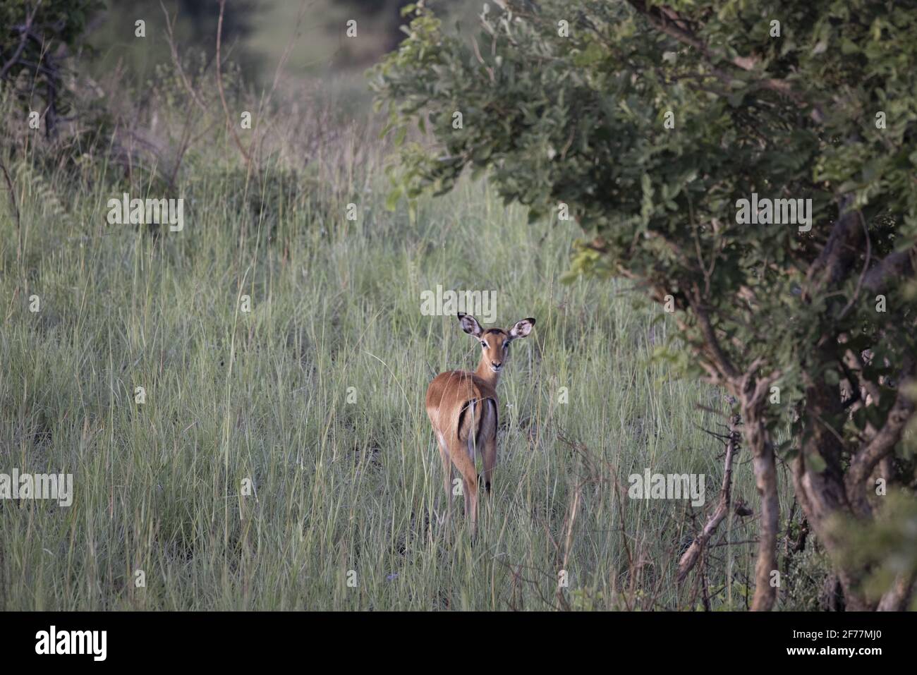 Tansania, WMA (Wildtierschutzgebiet) von Randilen, Monduli-Bezirk, Arusha-Region, Weibliches Impala in der Savanne, Stockfoto