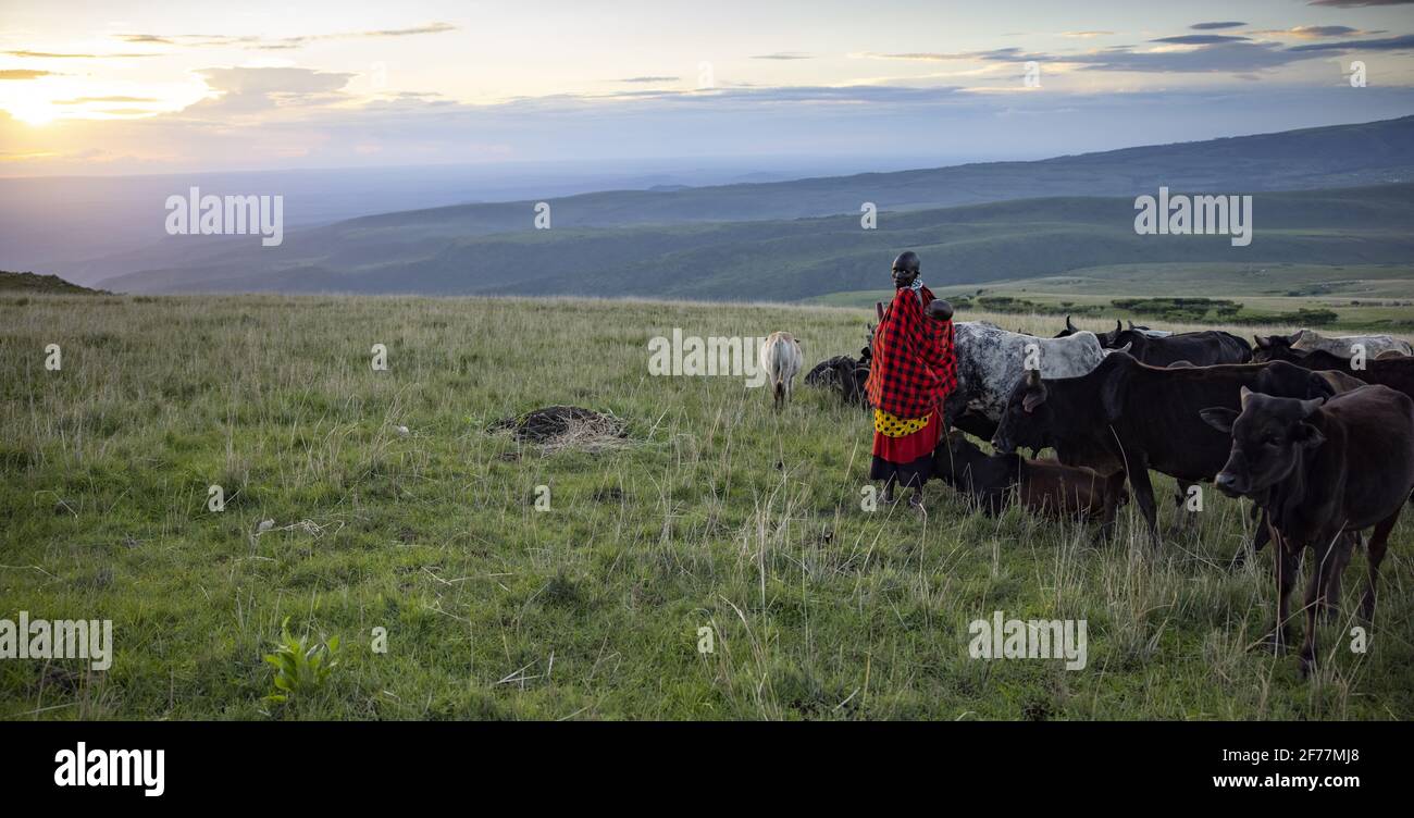 Tansania, Ngorongoro, Arusha-Region, Boma Mokila, Ngorongoro-Schutzgebiet, Eine Mutter und ihr neugeborenes Baby, während sie am Ende des Tages das Vieh in der Boma aufrundeten Stockfoto