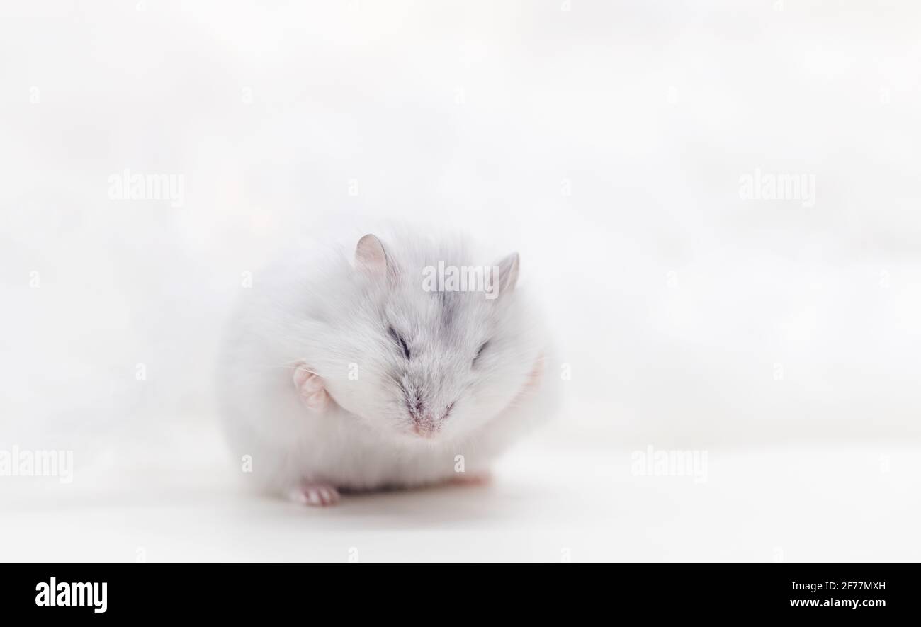 Niedlicher weißer Hamster hält volle Wangen mit Pfoten Stockfoto