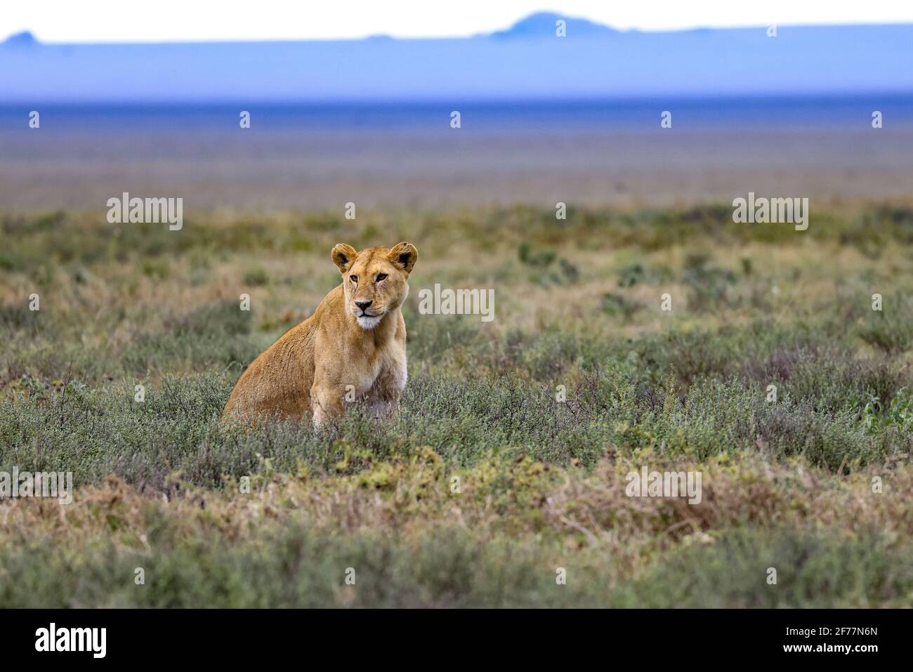 Tansania, Region Arusha, Serengeti-Nationalpark, UNESCO-Weltkulturerbe, EINE Löwin (Panthera Leo) in der Savanne am Ende des Tages Stockfoto