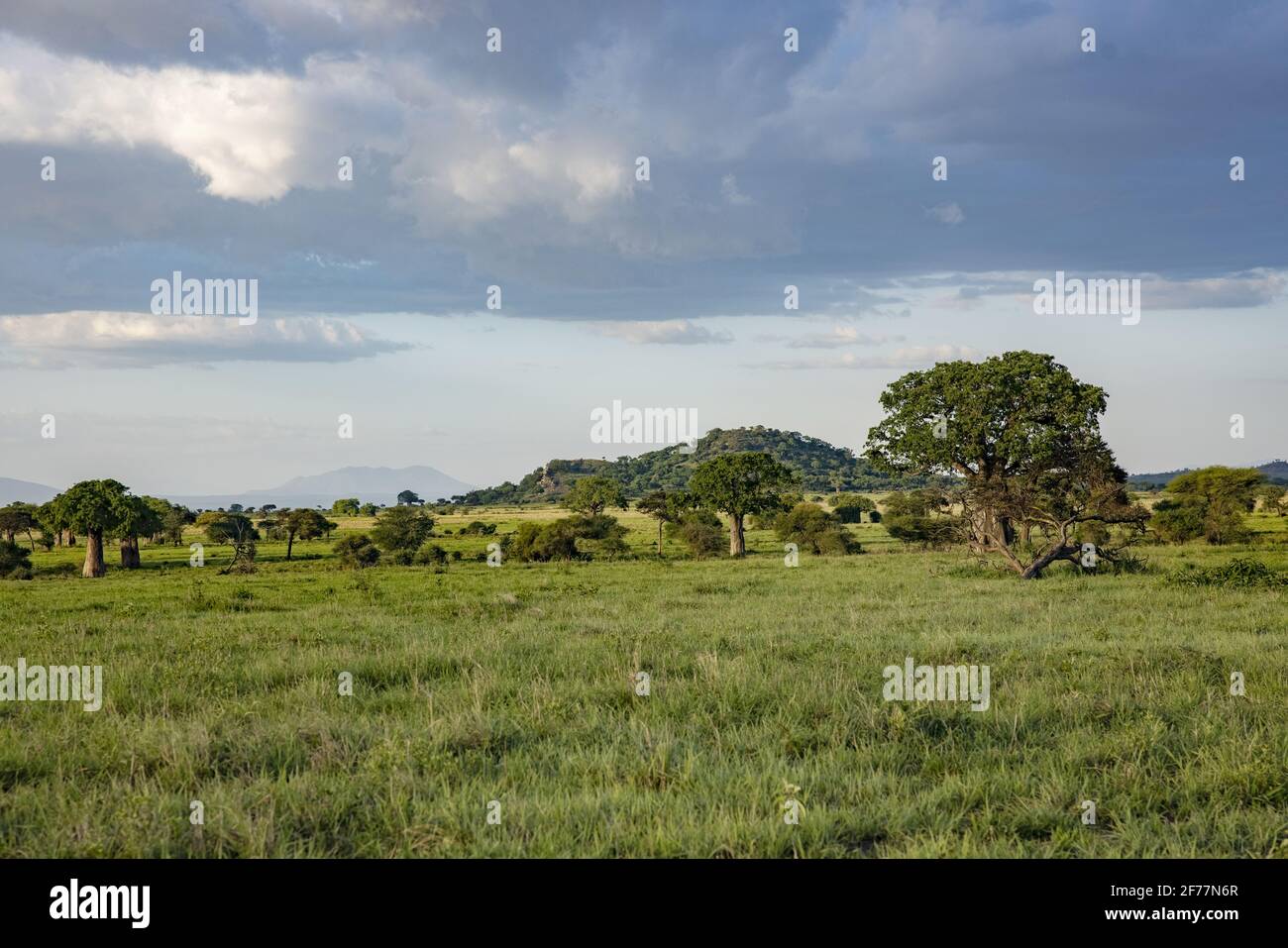 Tansania, WMA (Wildlife Management Area) in Randilen, Randilen ist ein WMA (Wildlife Management Area), in dem Löwen, Giraffen und Kapbüffel, Elefanten, Hyänen und Massai-Gemeinschaften zusammenleben. Zusätzlich werden Parkgebühren und ein Teil der Gewinne aus hochwertigen Touristenhütten innerhalb des Schutzgebiets erhoben Stockfoto