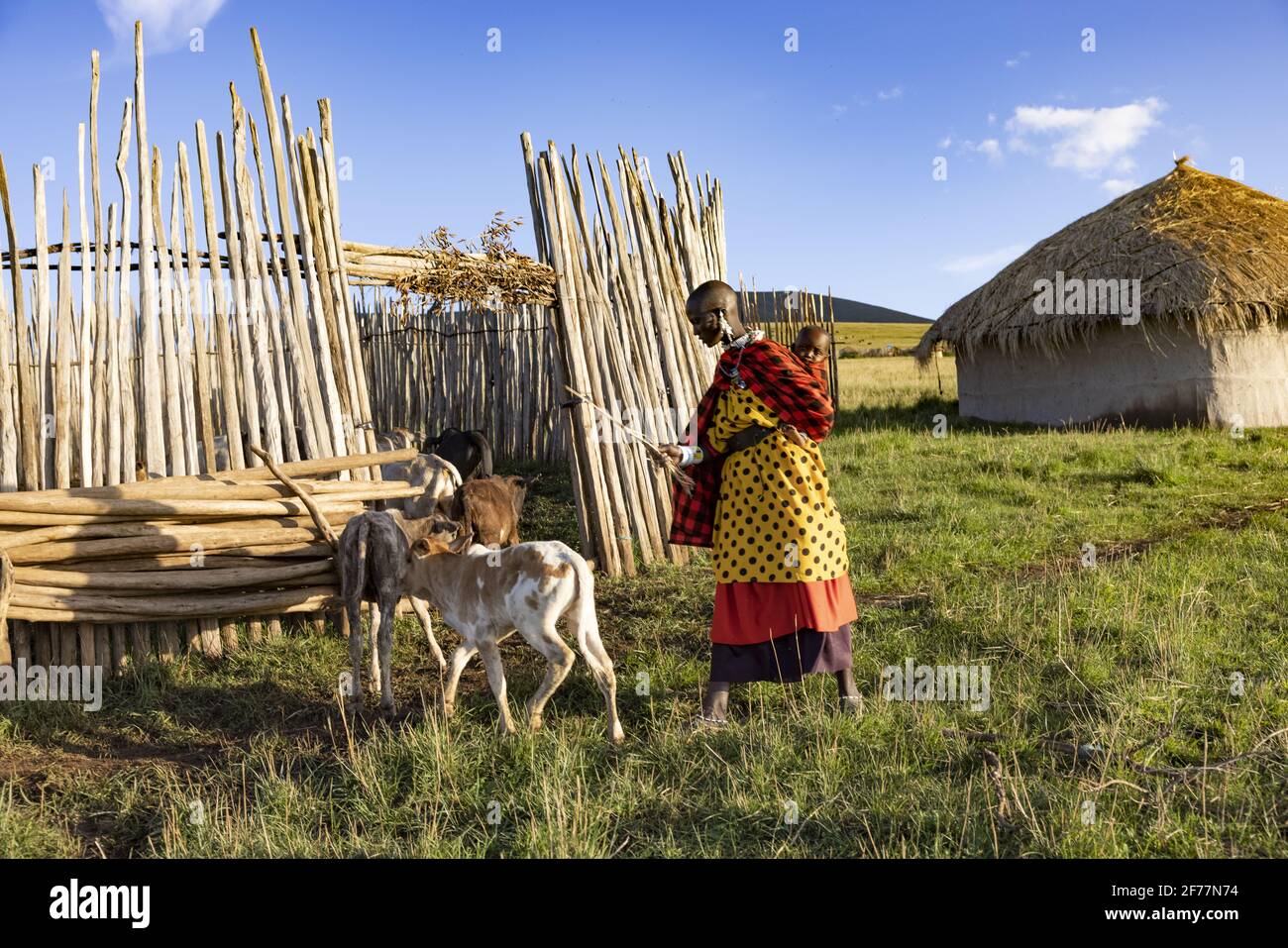 Tansania, Ngorongoro, Arusha-Region, Boma Mokila, Ngorongoro-Schutzgebiet, Eine Massai-Frau, die am Ende des Tages die Kühe in den Boma bringt Stockfoto