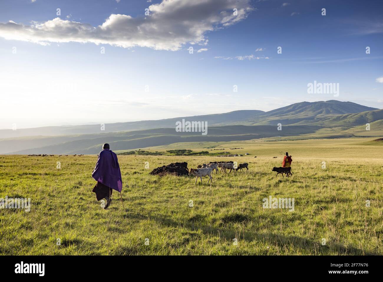 Tansania, Ngorongoro, Arusha-Region, Boma Mokila, Ngorongoro-Schutzgebiet, Ein paar Massai-Hirten bringen die Kühe am Ende des Tages in den Boma Stockfoto